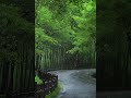heavy rain 🌧️ and thunder sounds for quite sleep 🛌 #rainoundforsleep #thundersounds #rainsound
