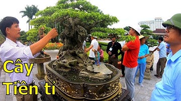 ✅Cây đẹp có giá tiền tỉ nhiều người xúm lại xem và nhận xét✔️BShp