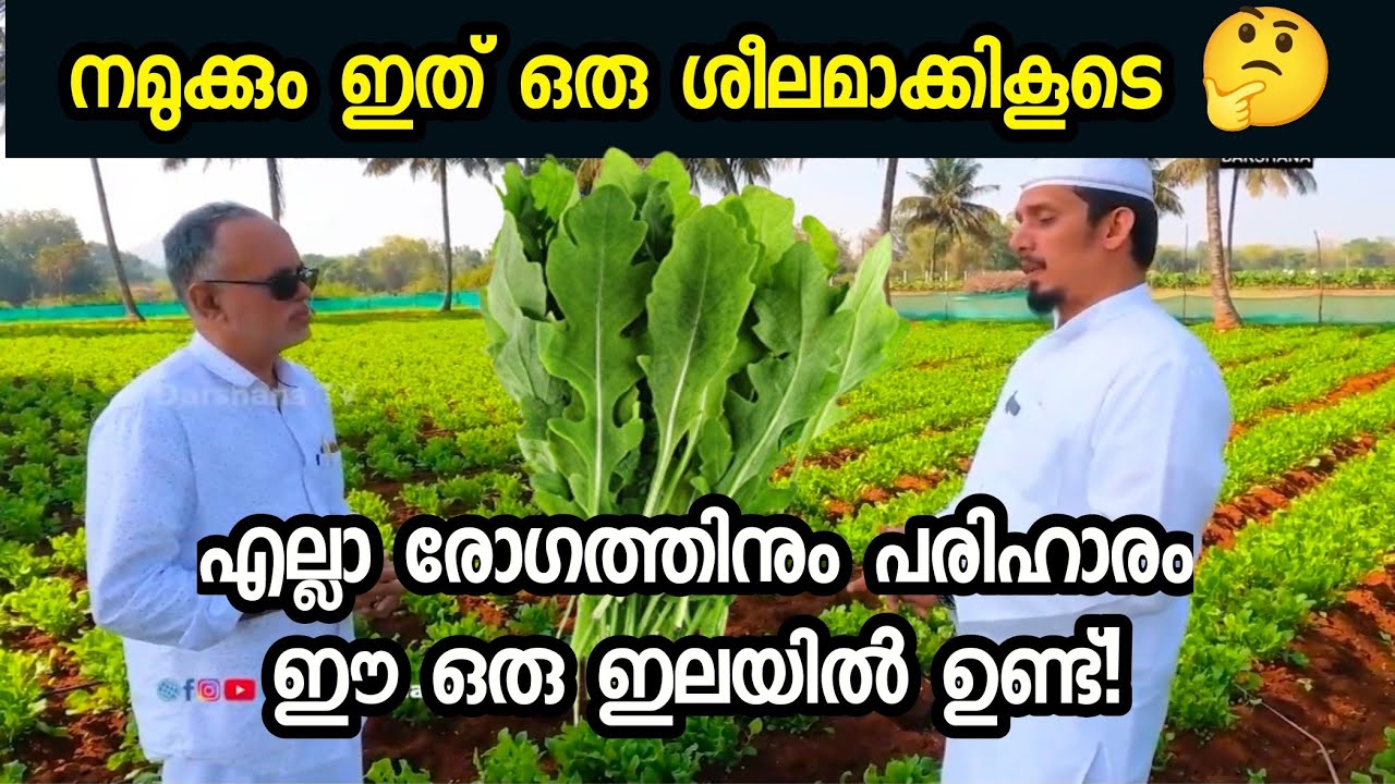 ഈ സാലഡ് നമുക്കും ശീലമാക്കിക്കൂടെ 🤔#jarjar #salad #heltyfood 