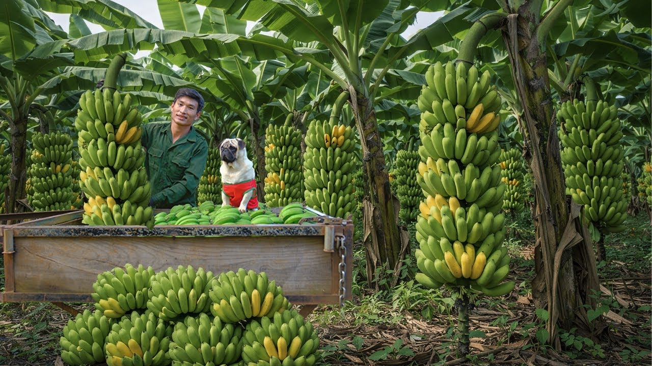 Harvest Bananas To Sell At The Market, Eat Banh Xeo — CEO Long Leaves The City For The Countryside.