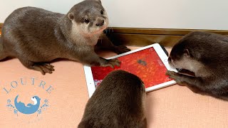 Apps That Interested The Otters The Most