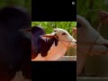 #cattle #cattlefarm #cattleyard #cow