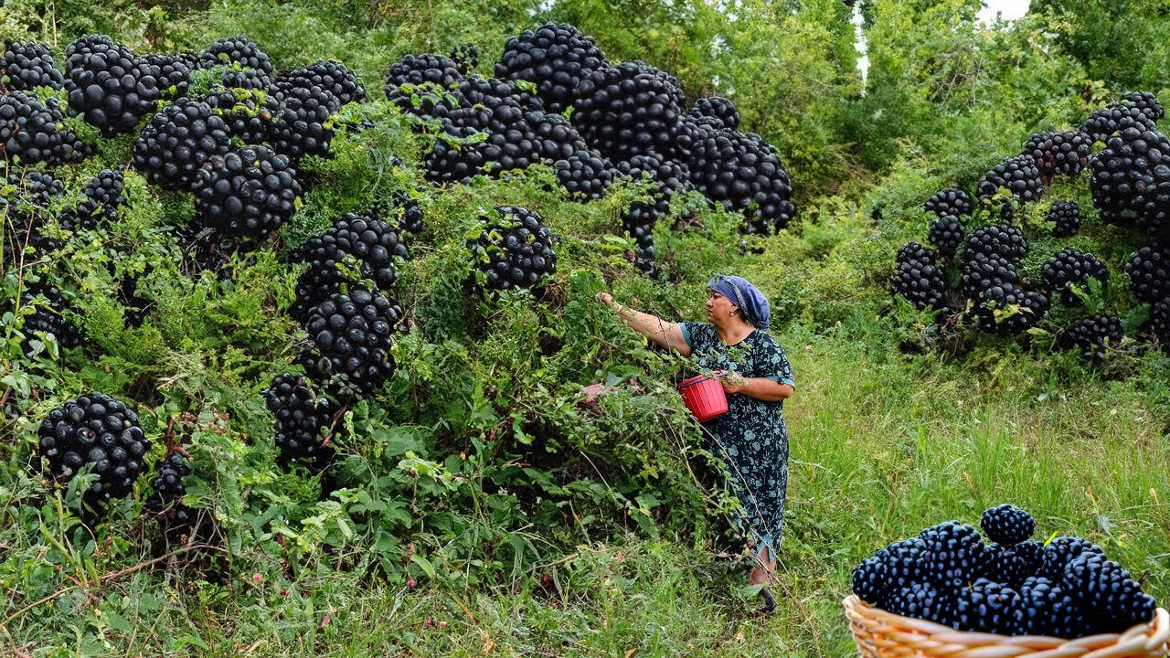 Собрали ежевику, приготовили варенье и компот | Бабушка приготовила баранину на обед