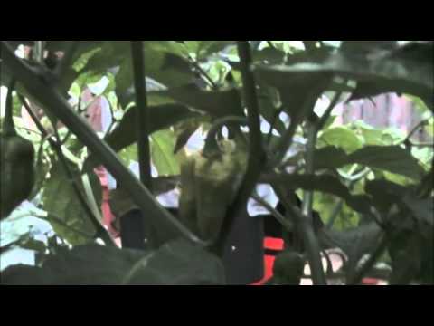 Urban pepper Victory Garden: We got fruit