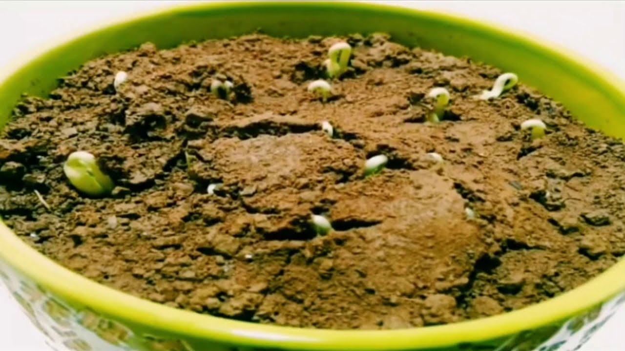 How to grow plants 🌱nature. in slow motion video // most beautiful and