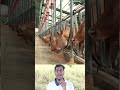 অসাধারণ টেকনিক 😲 | Amazing Technique #cow #animals #youtube #farming #youtubeshorts #shorts