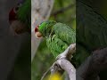 Red-crowned Parrot #birds #birdwatching #nature #wildlife
