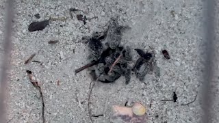 Rare Sighting Sea Turtle Nest Boil On Keewaydin Island