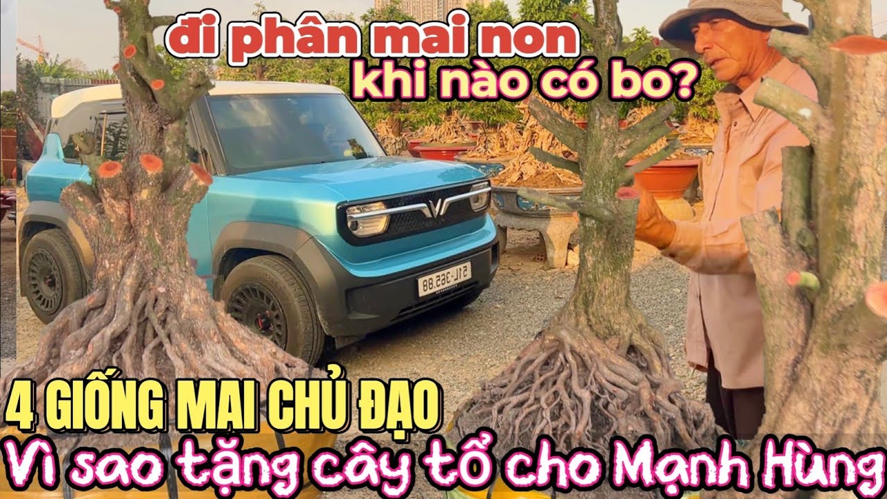 Hướng dẫn đi phân mai non 4 giống chủ đạo chú Sáu Bình Dương tặng cây tổ cho Mạnh Hùng vì lý do này