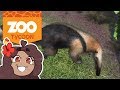 Entertaining A Celebrity Anteater?! 🦁 Zoo Tycoon: Alaskan Wilderness Zoo • #5