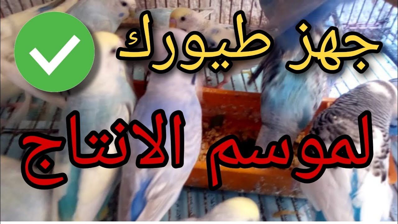 جهز طيورك صح لبداية موسم الانتاج والتزاوج