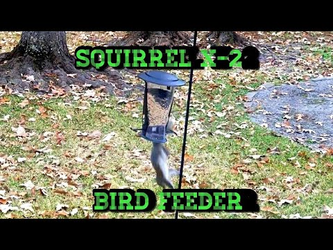 How To Keep Squirrels From Eating All Your Bird Seed.