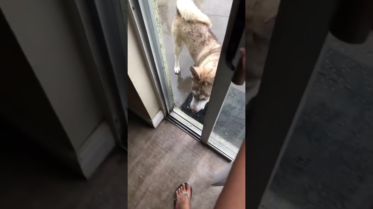  That Moment When Your Soul Leaves Body Funnyvideos Funnymoments Funnyvideo Funnytiktok