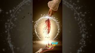 The Halo Feather of Flowing Peace