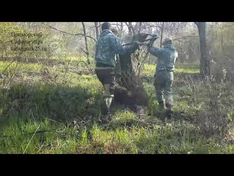ВЫПУСК КАБАНА В