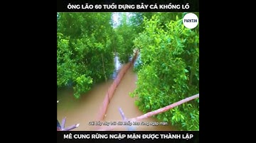 Dựng bẫy cá khổng lồ trong rừng ngập mặn #shorts #caucathugian