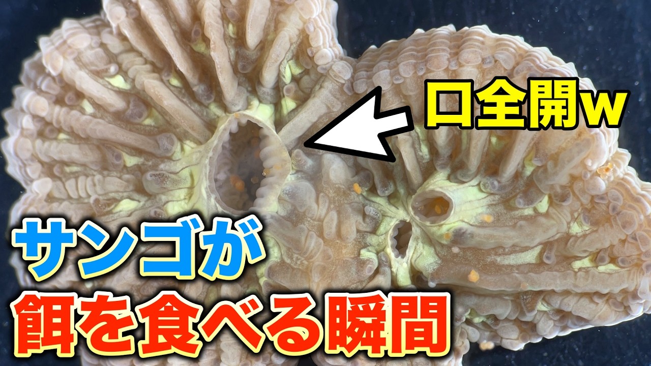 実体顕微鏡でサンゴを撮影したら餌を食べる衝撃の瞬間が撮れたw