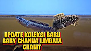 BABY CHANNA LIMBATA GRANITE