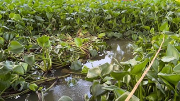 Tập 417 - Điểm Câu Cá Rô Đồng Huyền Thoại Tại Sông Mỹ An Câu Là Có Cá