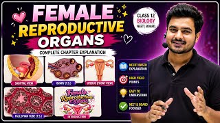 Female Reproductive System📕 | Human Reproduction | Class 12 Biology | NEET 2027 | CBSE Board Exam