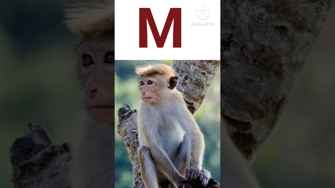 M for Monkey phonic song, M for Monkey