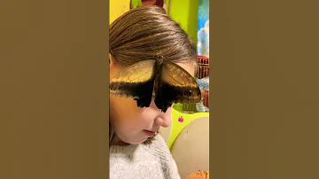 Живая бабочка зимой
