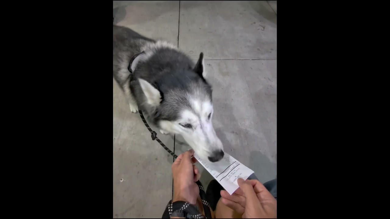 Husky loves In N Awooout burger! 🥹