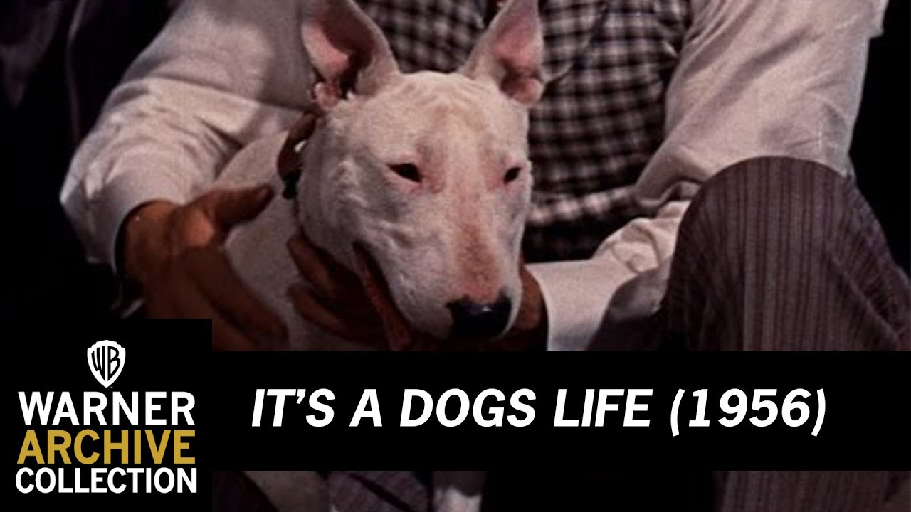 Download Wildfire's Last Fight | It’s A Dogs Life | Warner Archive