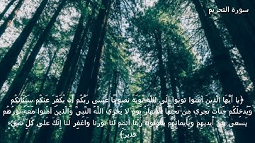 قرآن كريم بصوت القارئ: ياسر الدوسري || أجمل حالات واتس اب دينيه || تلاوة خاشعة 🌿