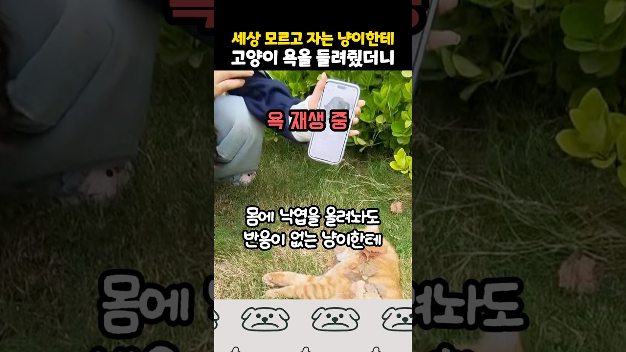 계속 자는 냥이한테 욕을 들려줬더니...