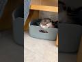カワウソと新しい家に引っ越し完了!