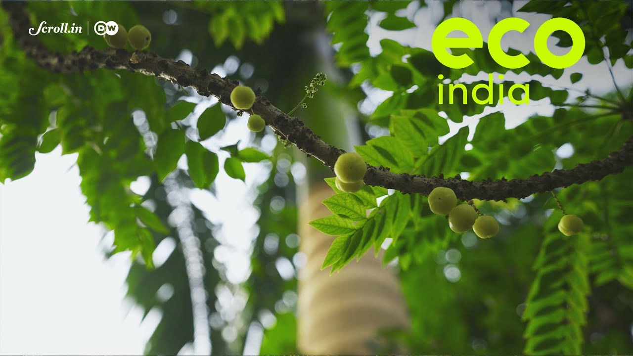 Eco India: Between 1991 and 2018, Mumbai lost 40% green cover and saw a 66% rise in built up area