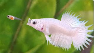 Why Betta Fish Eat Their Babies: Secrets To Preventing Fry Consumption!