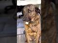 She was adopted, then given back 🐾💔