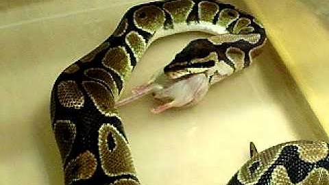 Ball Python- Feeding, Part 2: The Swallow