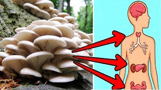 Mushroom Magic: Witness the Unbelievable Powers of These Fungi