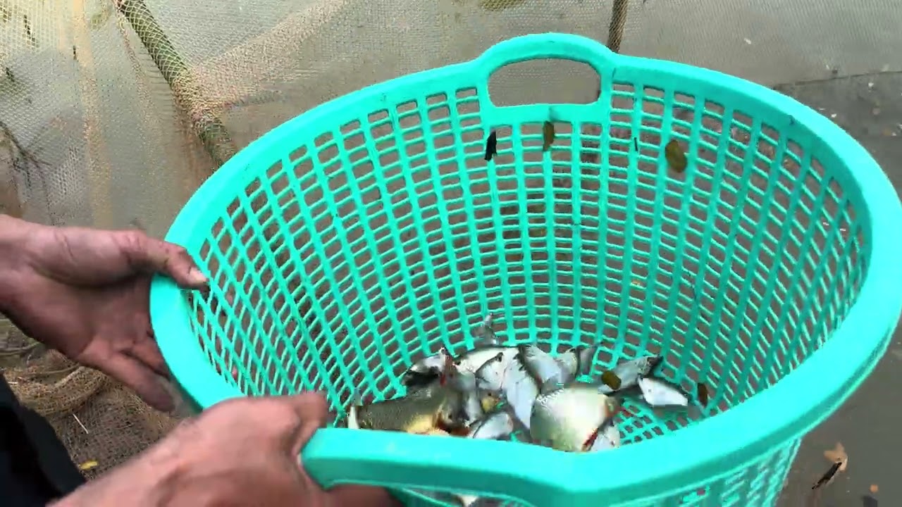 Nay Bắc hầm cá nha sẽ