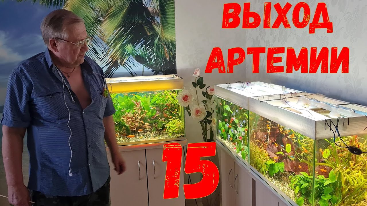 #15 Выход артемии. Охлаждение аквариума. Ответы на вопросы ...