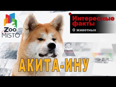 Акита-ину - Интересные факты о породе  | Собака породы  акита-ину