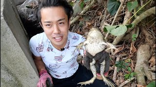 離島移住生活。庭でカエルを獲って自給自足