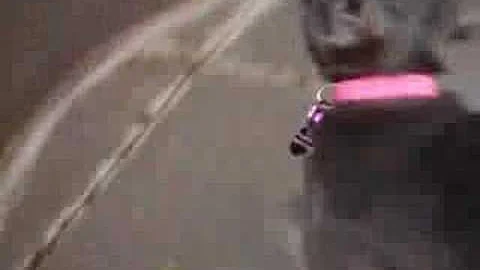 Video 11852841: korat cat breed, cat pure breed, cats thailand