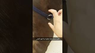 [ مختصر ] مواصفات الخيل العربية والفائدة منها