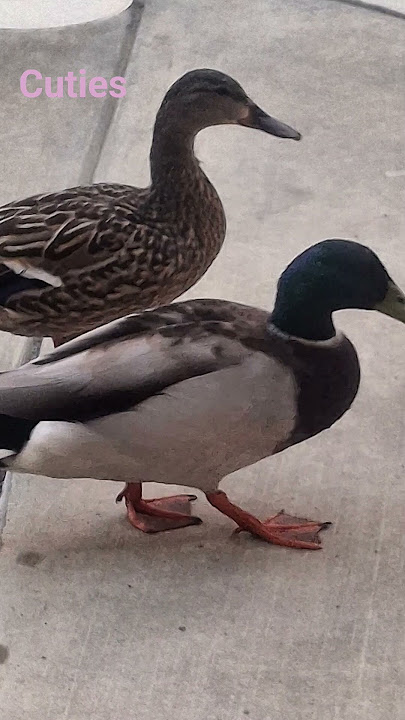 cutiess like and subscribe!! #dj #electronicmusic