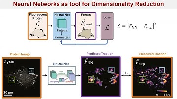 Mechanical Information Processing in Adherent Cells | Margaret Gardel
