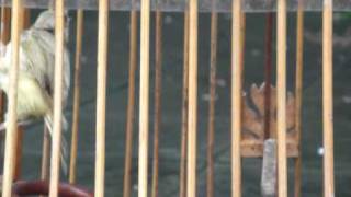 ปรอดสวนเผือก รูป2 @ยุทธ 081 682 7470