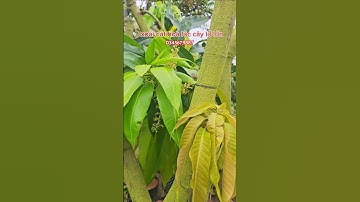 Xoài cát hoà lộc cây lỡ lớn #trungtamcaygiong #caygiong #xoaicathoaloc #caygiongtiengiang