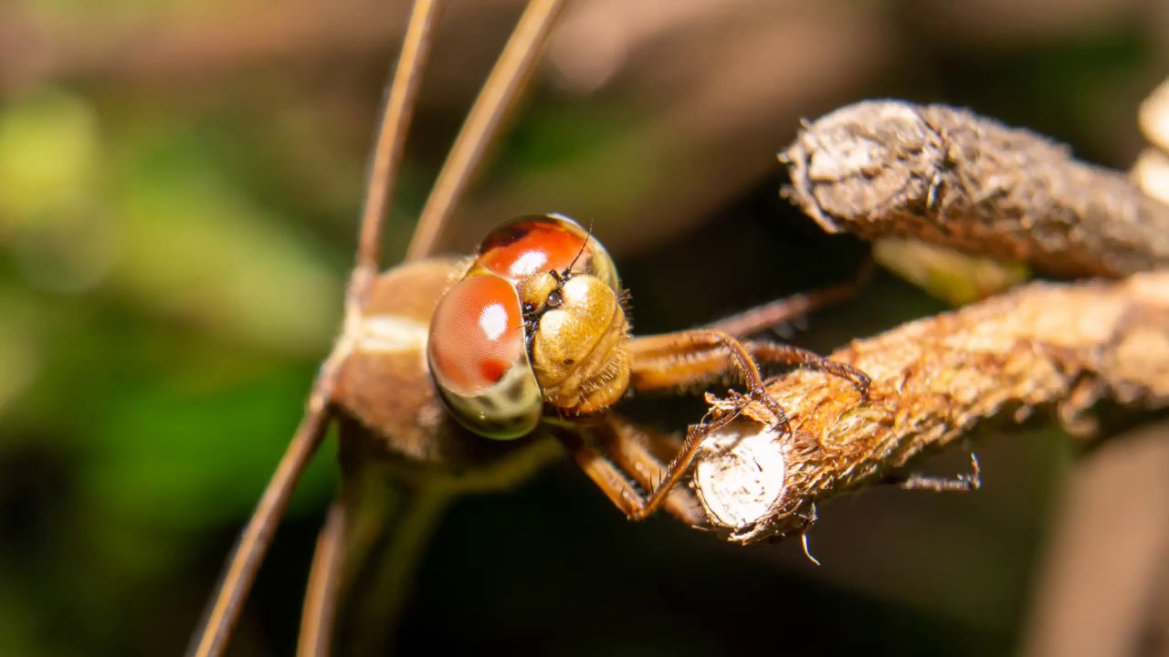 Dragonfly Macro Photography