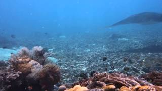 Manta Ray Fly Over