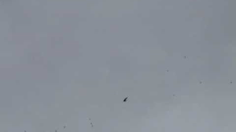 ฺBird Call Tests 1 (Swiftlet source of information)