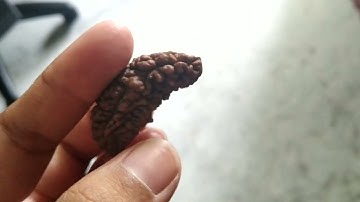 1 Mukhi Rudraksha Bead Ek Mukhi Rudraksha Indian Origin One Mukhi Rudraksha Bead Kaju Dana Rudraksha